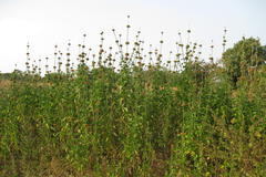 Leonotis nepetifolia